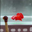 [Rare]Samurai Orange Gold S08 Plakat - Male Betta