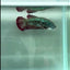 Plakat Alien Samurai Female Betta #Au85