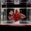 Big Giant Koi Multicolor A111 - Male Betta