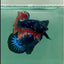Plakat Nemo Avatar Galaxy Male Betta #Ma35
