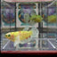 Dumbo Koi green eye A102 Plakat - Female Betta