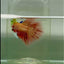 Halfmoon Pink Dot Male Betta #Jul33