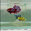 Plakat Red Gold Galaxy Male Betta #Jul25