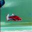 Plakat Red Fancy Female Betta #Ma27