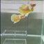 Dumbo Plakat Super Gold Male Betta #N30