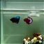 Plakat Avatar Stardust Male Betta #J32