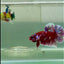 Plakat Red Gold Galaxy Male Betta #Jul26