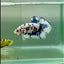 Plakat Marble Dot Male Betta #Jul37