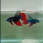 Longtail Imbellis Male Betta #Ju45