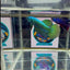 Wild Alien Rainbow J20 Plakat - Male Betta