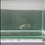 Plakat Super Copper Female Betta #N28