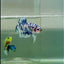 Plakat Marble Dot Male Betta #Jul35