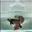 Plakat Alien Samurai Male Betta #Au91