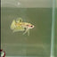 Plakat Yellow Dot Metallic Male Betta #D35
