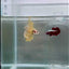 Halfmoon Yellow Male Betta #109