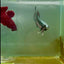 Plakat Alien Samurai Male Betta #A211