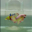 Plakat Yellow Copper Vanda Male Betta #Jul30