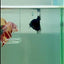 Crowntail Black Orchid Female Betta #Ju25