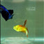 Halfmoon Koi Green Eye Female Betta #Ju44