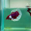 Halfmoon Dumbo Lavender Male Betta #Ma15