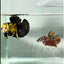 Plakat Koi Yellow Copper Male Betta #Au86