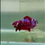 Plakat Red Gold Galaxy Male Betta #Jul29