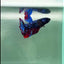 Plakat Avatar Male Betta #Au76