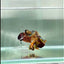 Plakat Koi Multicolor Green Eye Male Betta #Au90