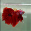 Halfmoon Koi Red Male Betta #Ju34