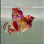 Halfmoon Nemo Multicolor Male Betta #Ju33