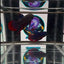 Wild Imbellis A59 Plakat - Male Betta