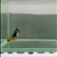 Plakat Koi Yellow Galaxy Female Betta #N38