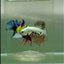 Plakat Alien Samurai Male Betta #Jul49