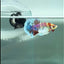 Plakat Dumbo Koi Multicolor Green Eye - Male Betta #Au55