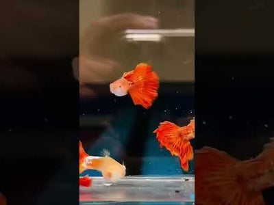Guppy Fish Albino Red Dragon
