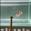 [Young] Giant Koi Multicolor S74 Plakat- Female Betta