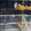Yellow Fancy Copper Star A05 Plakat- Female Betta