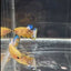 Yellow Fancy Copper Star A06 Plakat- Female Betta