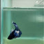 Plakat Dumbo Blue Male Betta #Ma16
