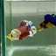 Plakat Dumbo Koi Green Eye Male Betta #Ju54