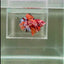[Rare] Young Giant Nemo S48 Plakat - Male Betta