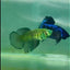 Halfmoon Hulk Green Eye Female Betta #Ma41