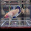 [AOC] Dumbo Blue A132 Plakat - Female Betta