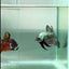 Plakat Alien Samurai Male Betta #Au93