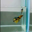 Plakat Yellow Copper Koi Male Betta #N135