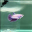 Crowtail Purple Pastel Female Betta #Au49