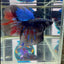 Avatar Galaxy Stardust J08 Halfmoon - Male Betta
