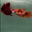 Plakat Nemo Female Betta #M135