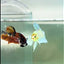 Plakat Dumbo Koi Green Eye Male Betta #Au74