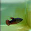 Plakat Avatar Vampire Female Betta #Ma36